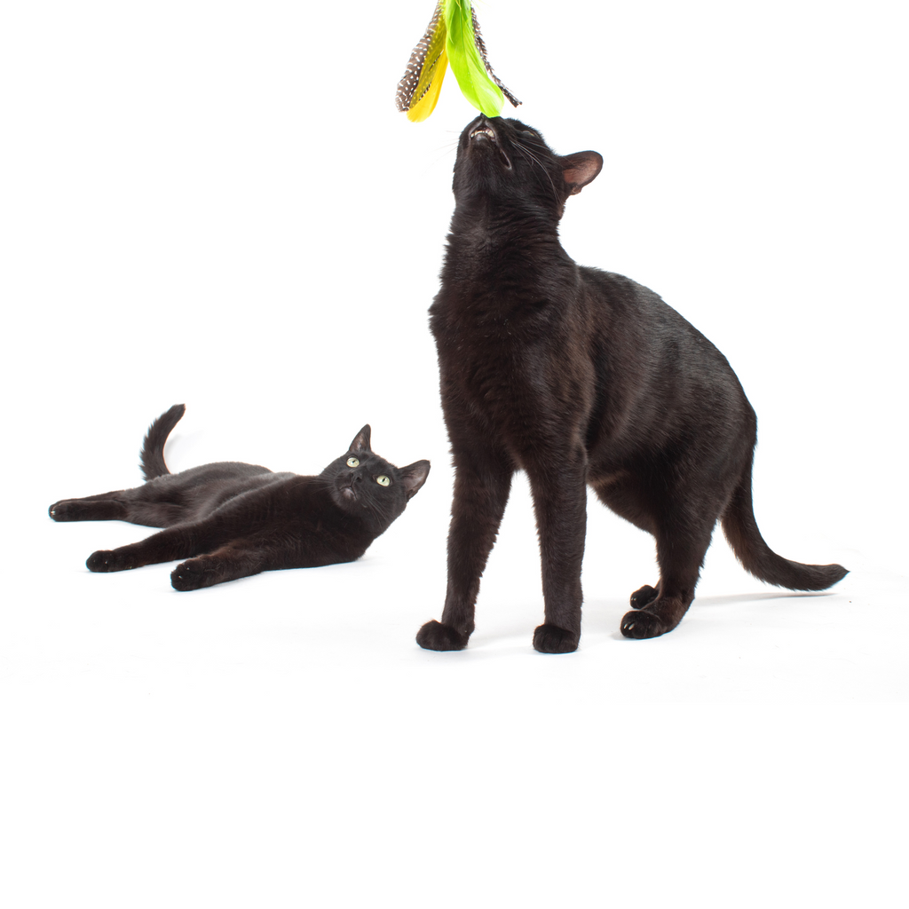 Telescoping Feather Cat Wand Toy product image 6