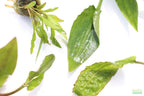 Cryptocoryne Aquarium Plant Pack product image 30