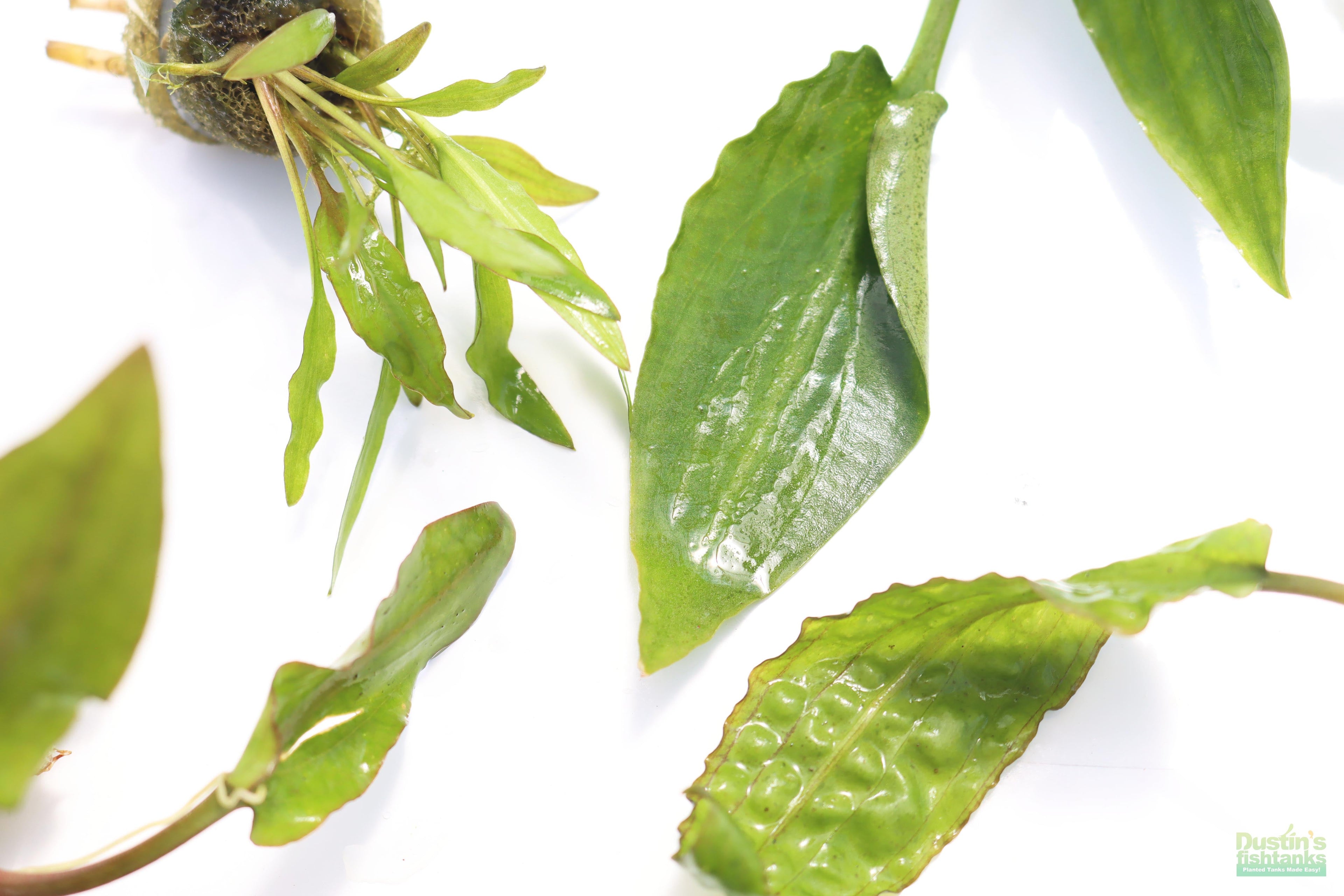 Cryptocoryne Aquarium Plant Pack product image 30