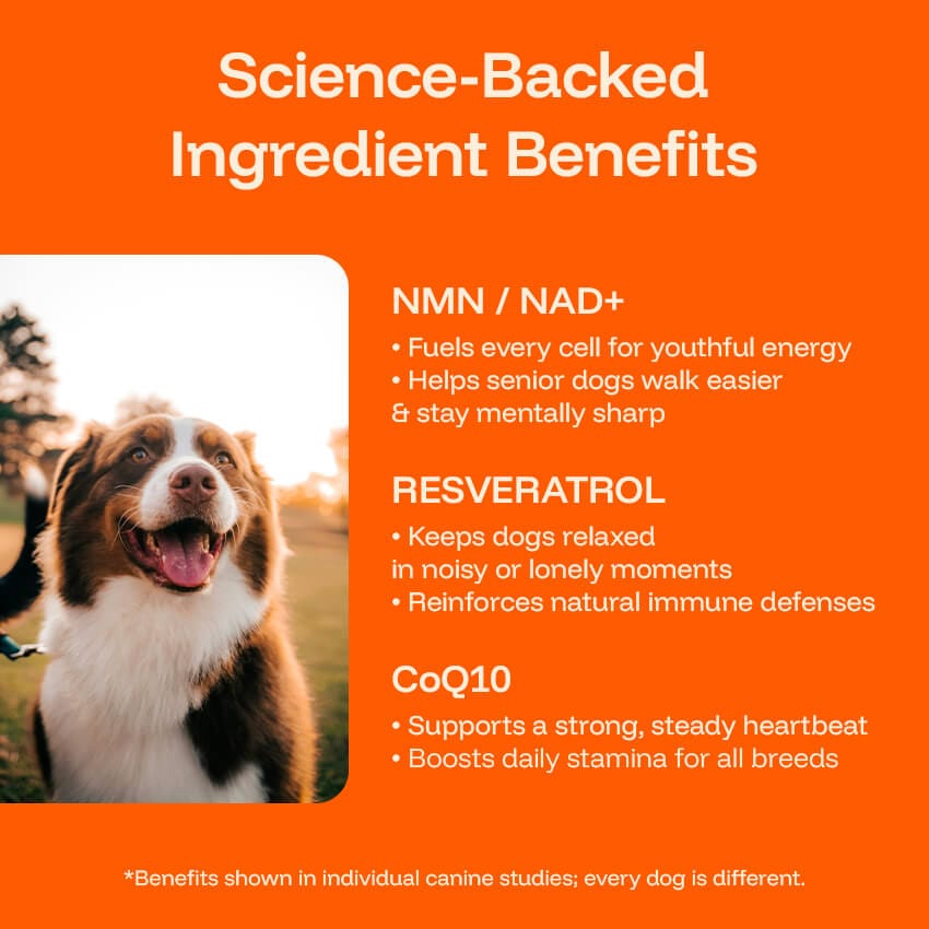 Liquid Dog Wellness Supplement product image 8