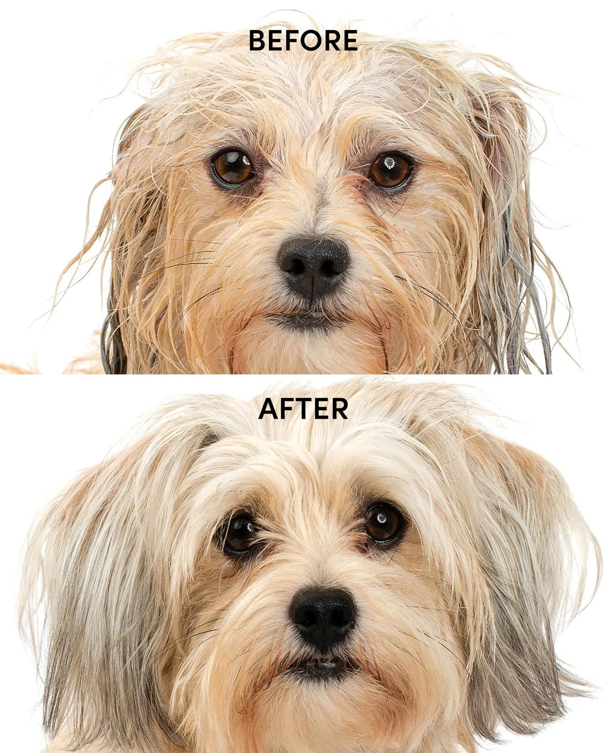 Hydrating Dog and Cat Shampoo product image 4