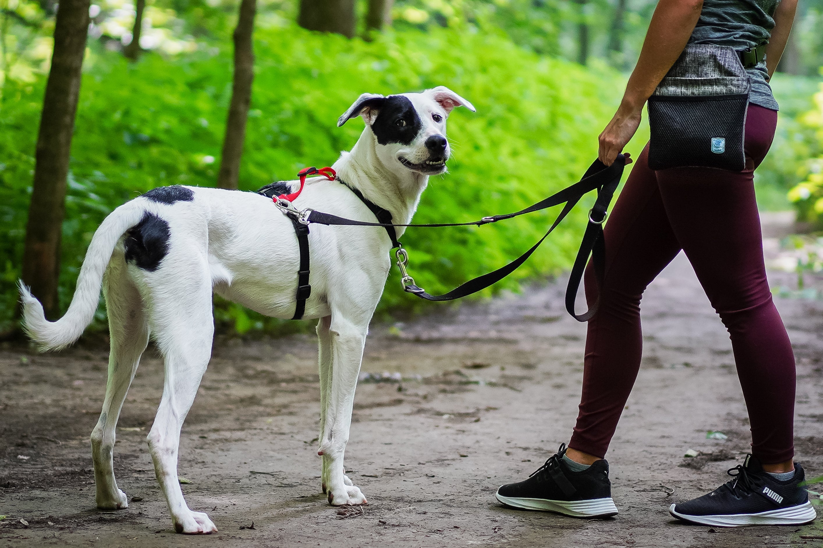Multi-Function Dog Leash product image 12