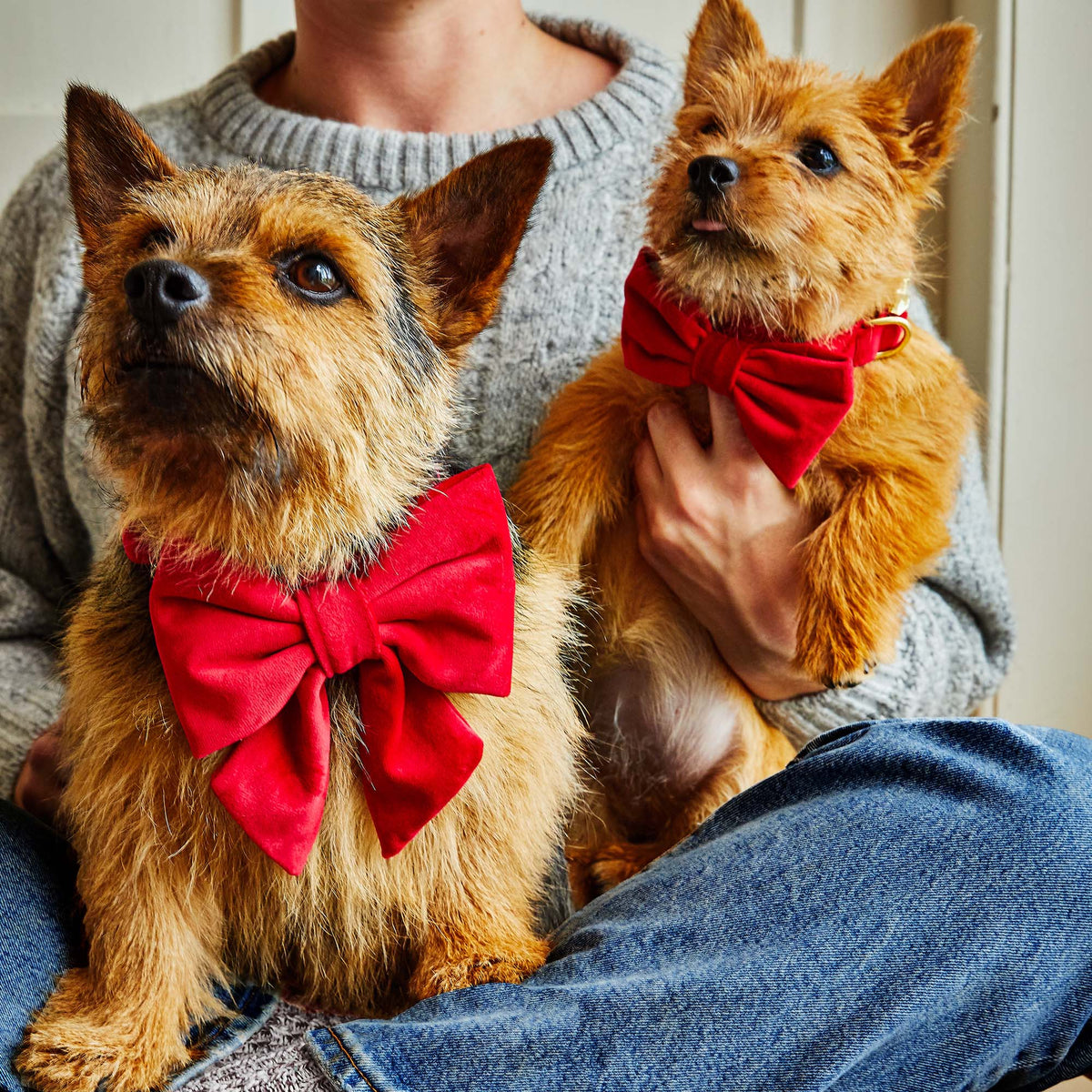 Dog Bow Tie product image 3