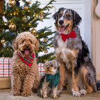 Dog Bow Tie product image 4