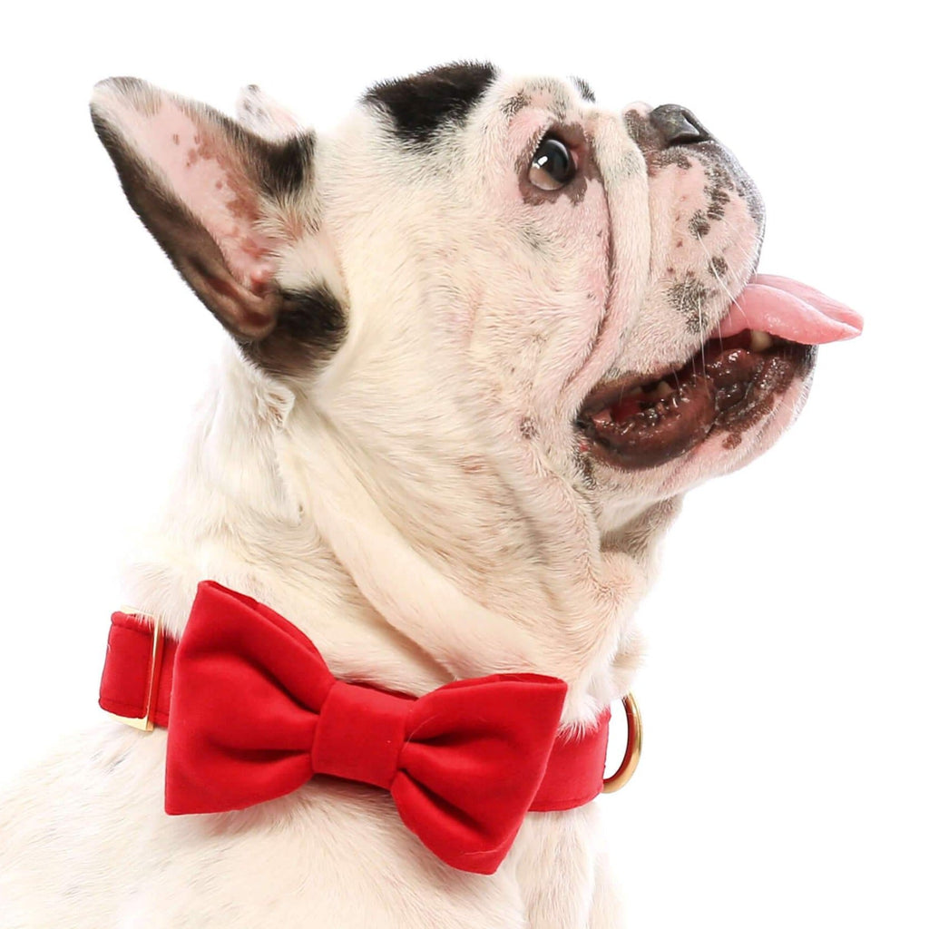 Dog Bow Tie product image 5