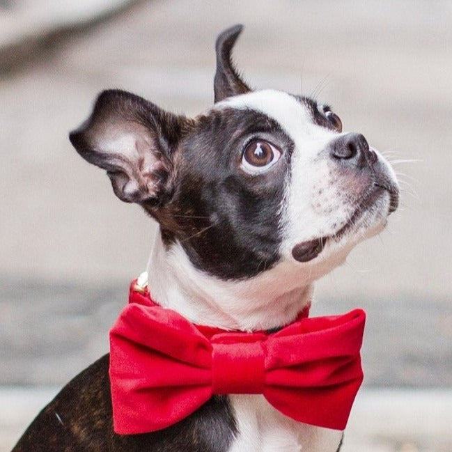Dog Bow Tie product image 6