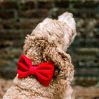Dog Bow Tie product image 7