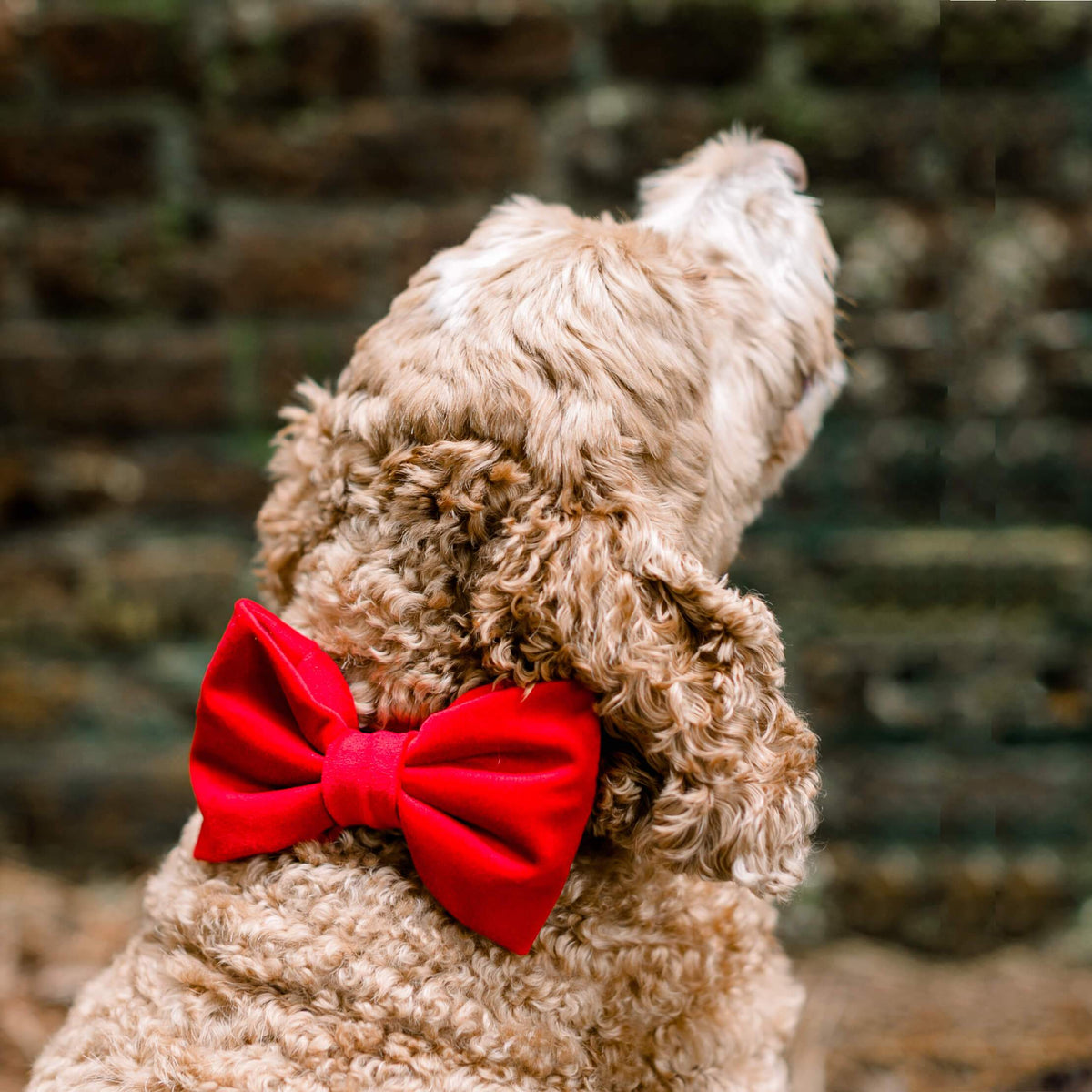 Dog Bow Tie product image 7