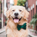 Dog Bow Tie product image 3