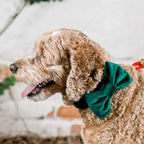 Dog Bow Tie product image 4
