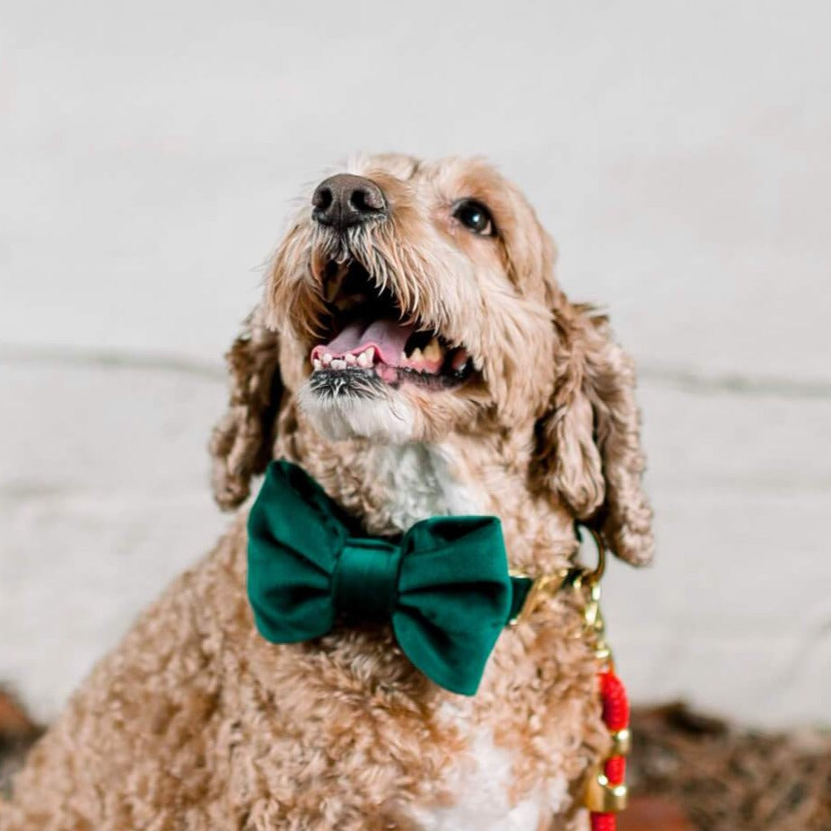 Dog Bow Tie product image 5