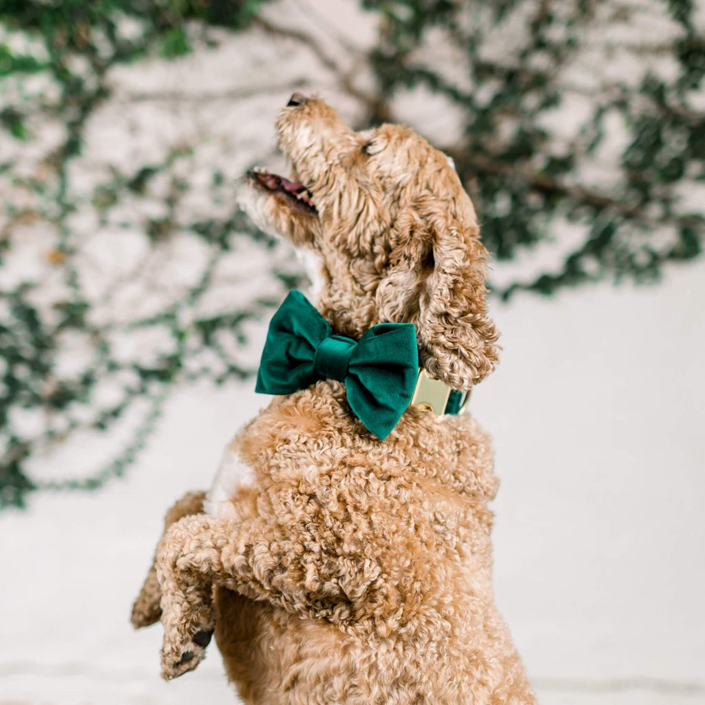 Dog Bow Tie product image 6