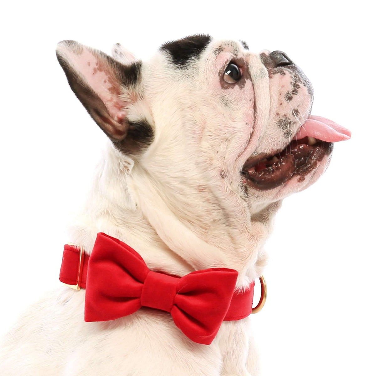 Dog Collar product image 6