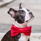 Dog Collar product image 7