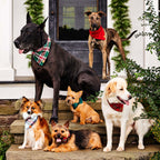 Dog Bow Tie Collar product image 4