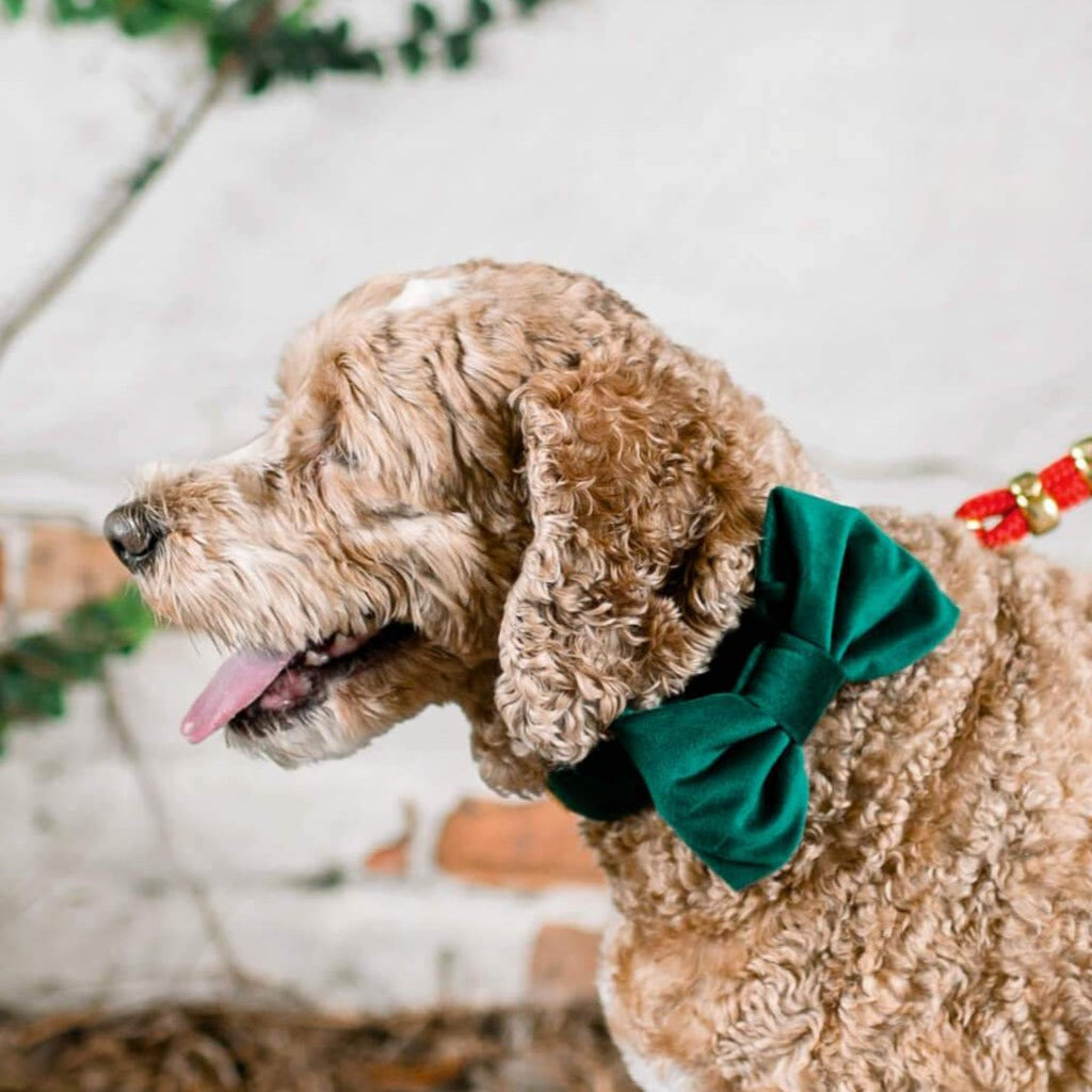 Dog Bow Tie Collar product image 5