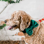 Dog Bow Tie Collar product image 5