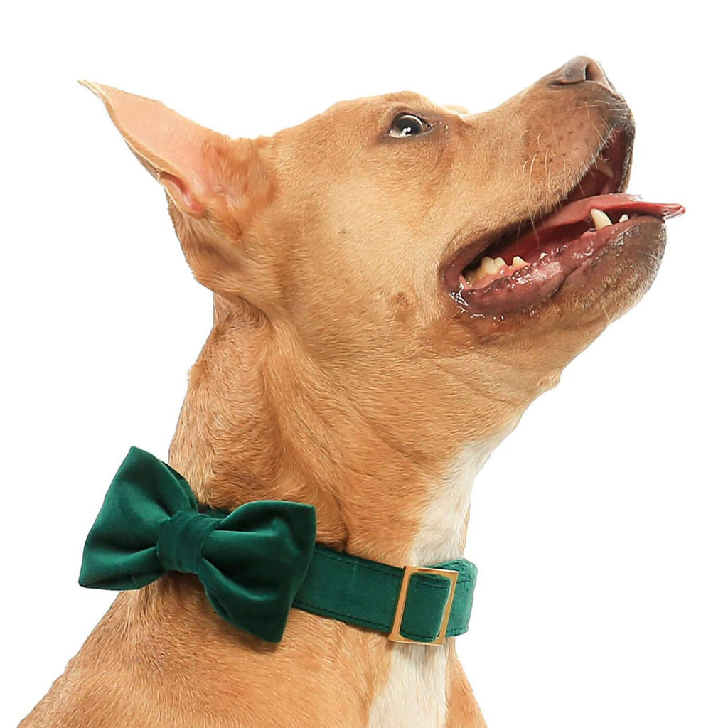 Dog Bow Tie Collar product image 6