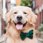Dog Bow Tie Collar product image 8