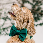 Dog Bow Tie Collar product image 9