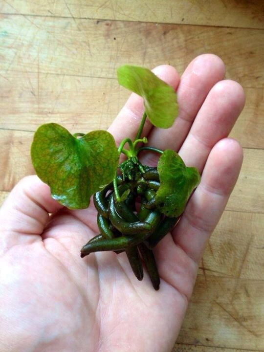 Live Banana Aquarium Plant product image 1