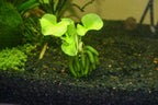 Live Banana Aquarium Plant product image 2
