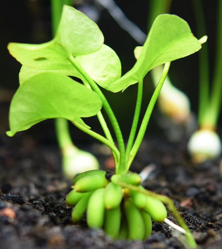 Live Banana Aquarium Plant product image 3