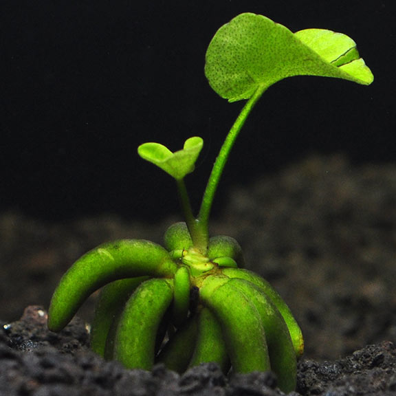 Live Banana Aquarium Plant product image 4