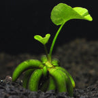 Live Banana Aquarium Plant product image 4