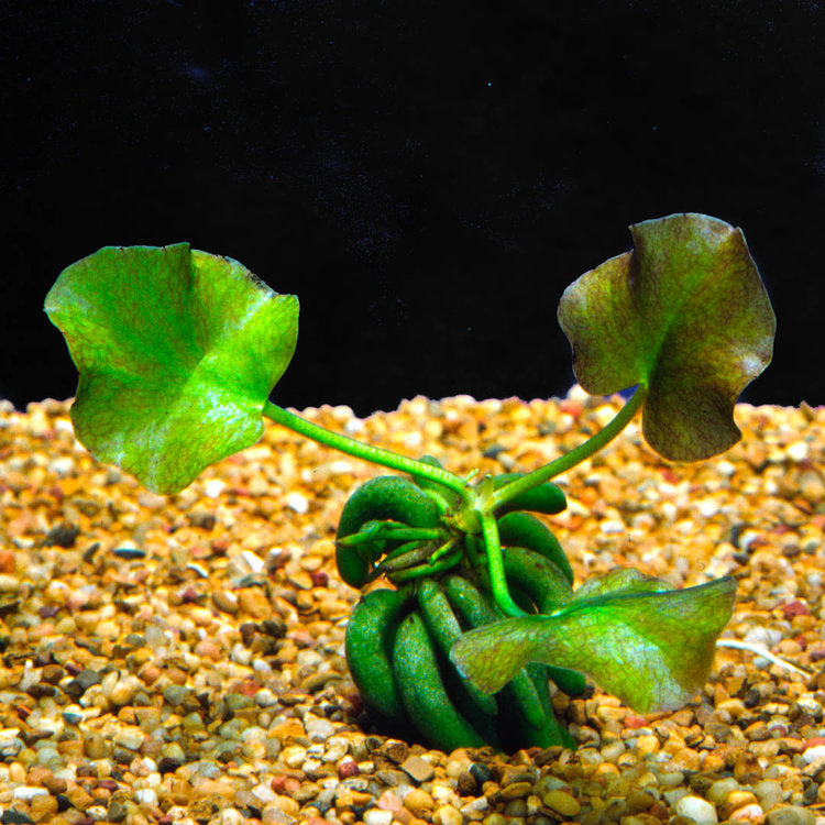Live Banana Aquarium Plant product image 5
