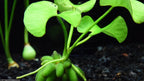 Live Banana Aquarium Plant product image 6