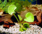 Live Banana Aquarium Plant product image 7