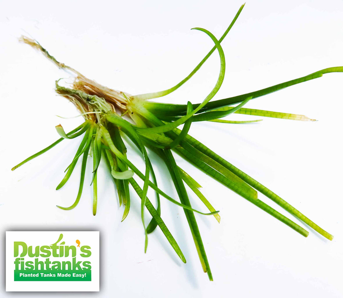 Live Dwarf Sagittaria Aquarium Plant product image 27