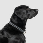 Climbing Rope Slip-On Dog Collar product image 7