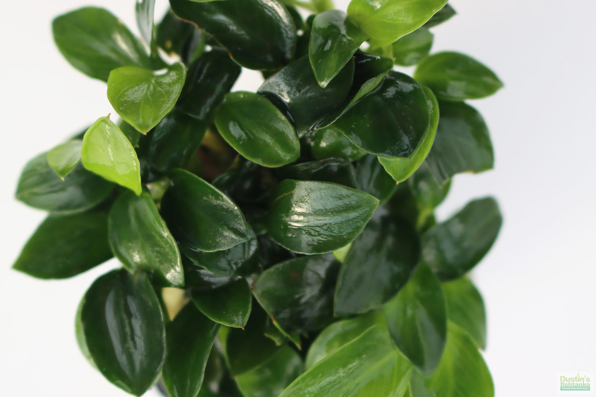 Live Anubias Nana Petite Aquarium Plant product image 33