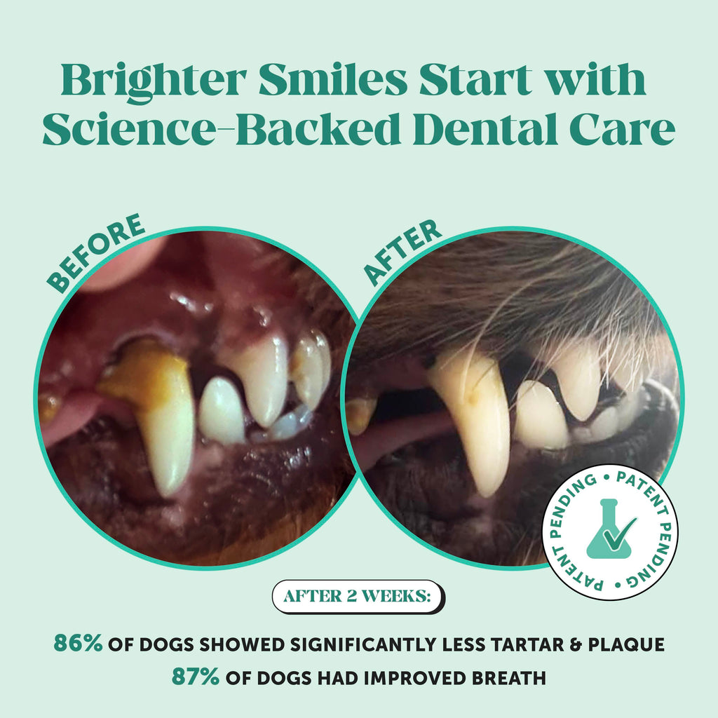 Dog Multivitamin and Dental Powder Bundle product image 2