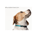 Dog Collar product image 8
