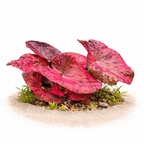 Live Freshwater Aquarium Plant product image 1