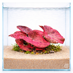 Live Freshwater Aquarium Plant product image 2
