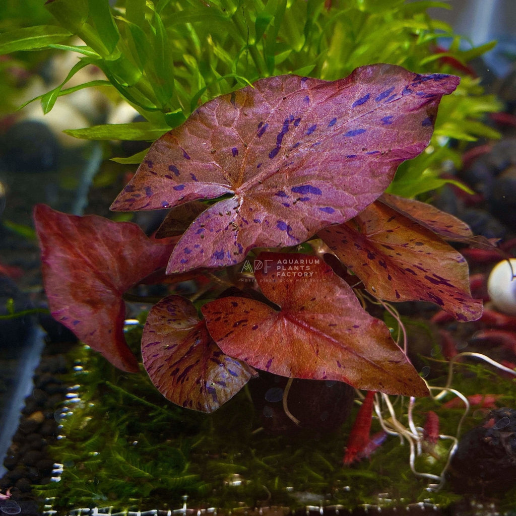Live Freshwater Aquarium Plant product image 3