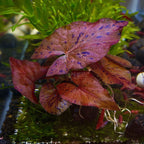 Live Freshwater Aquarium Plant product image 3