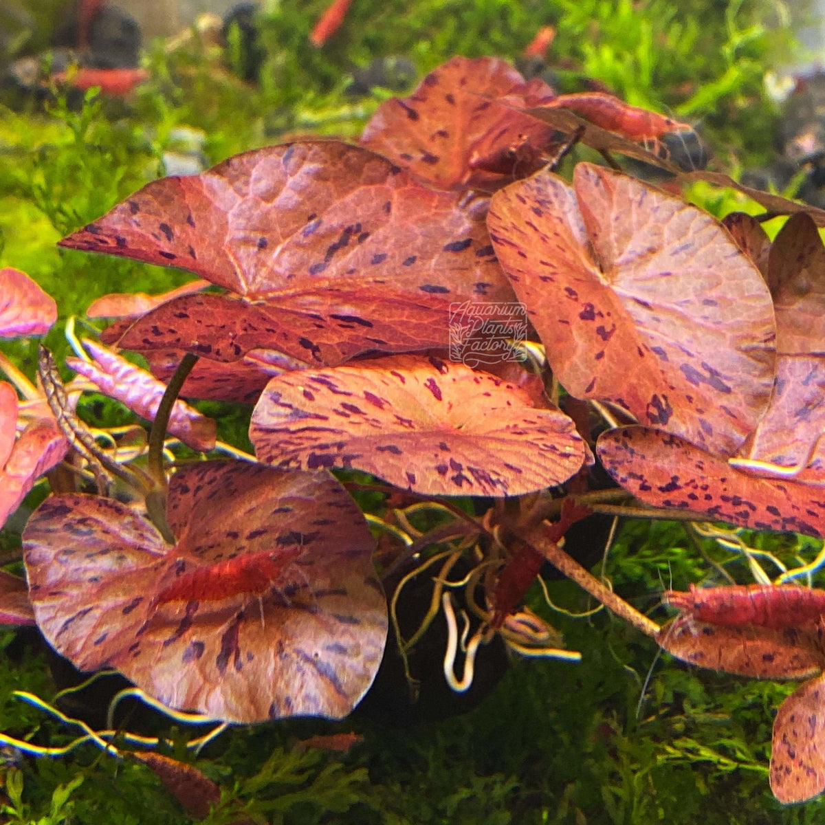 Live Freshwater Aquarium Plant product image 4
