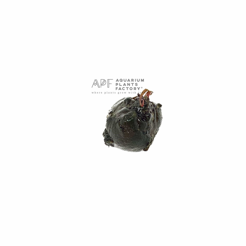 Live Freshwater Aquarium Plant product image 5
