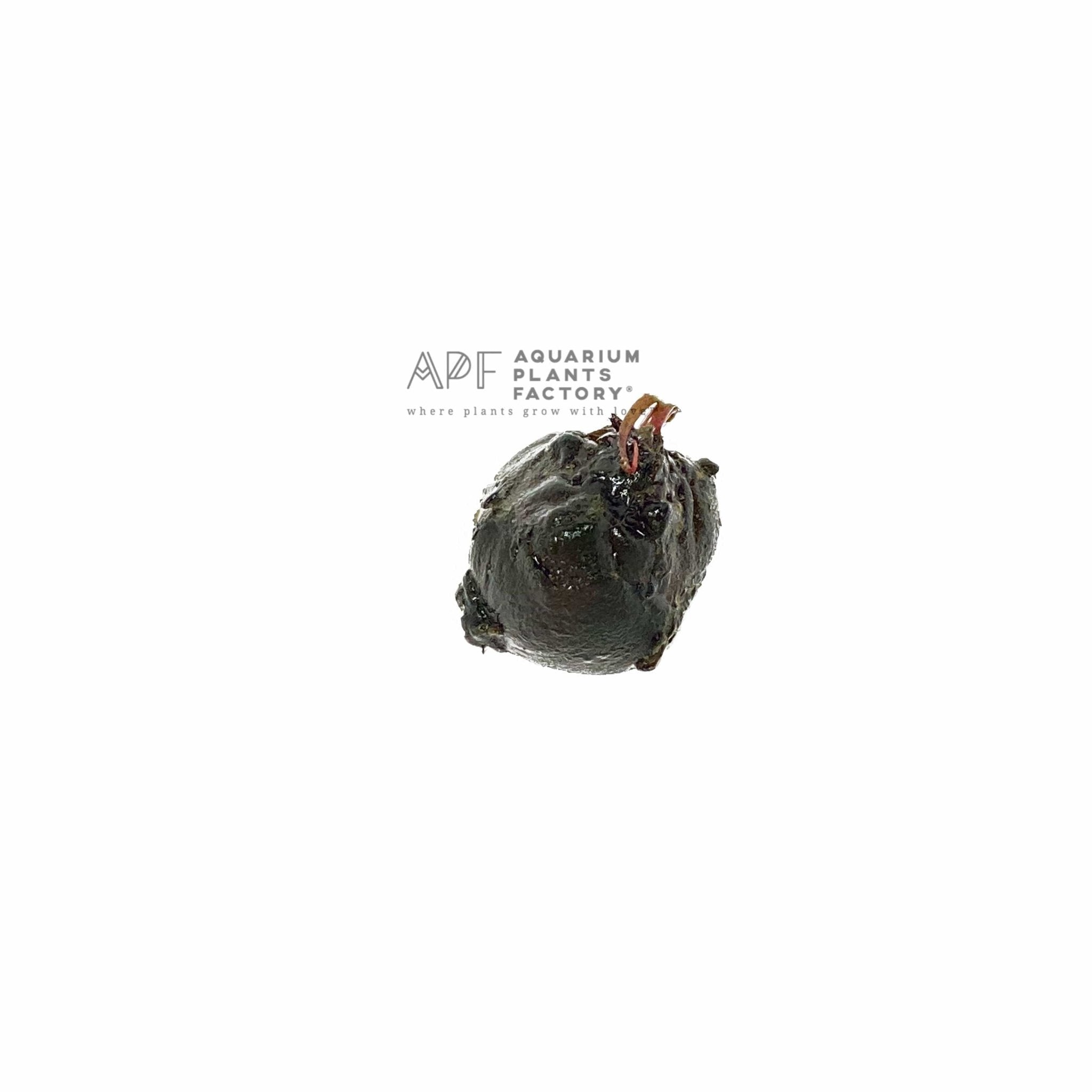 Live Freshwater Aquarium Plant product image 5