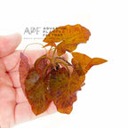Live Freshwater Aquarium Plant product image 6