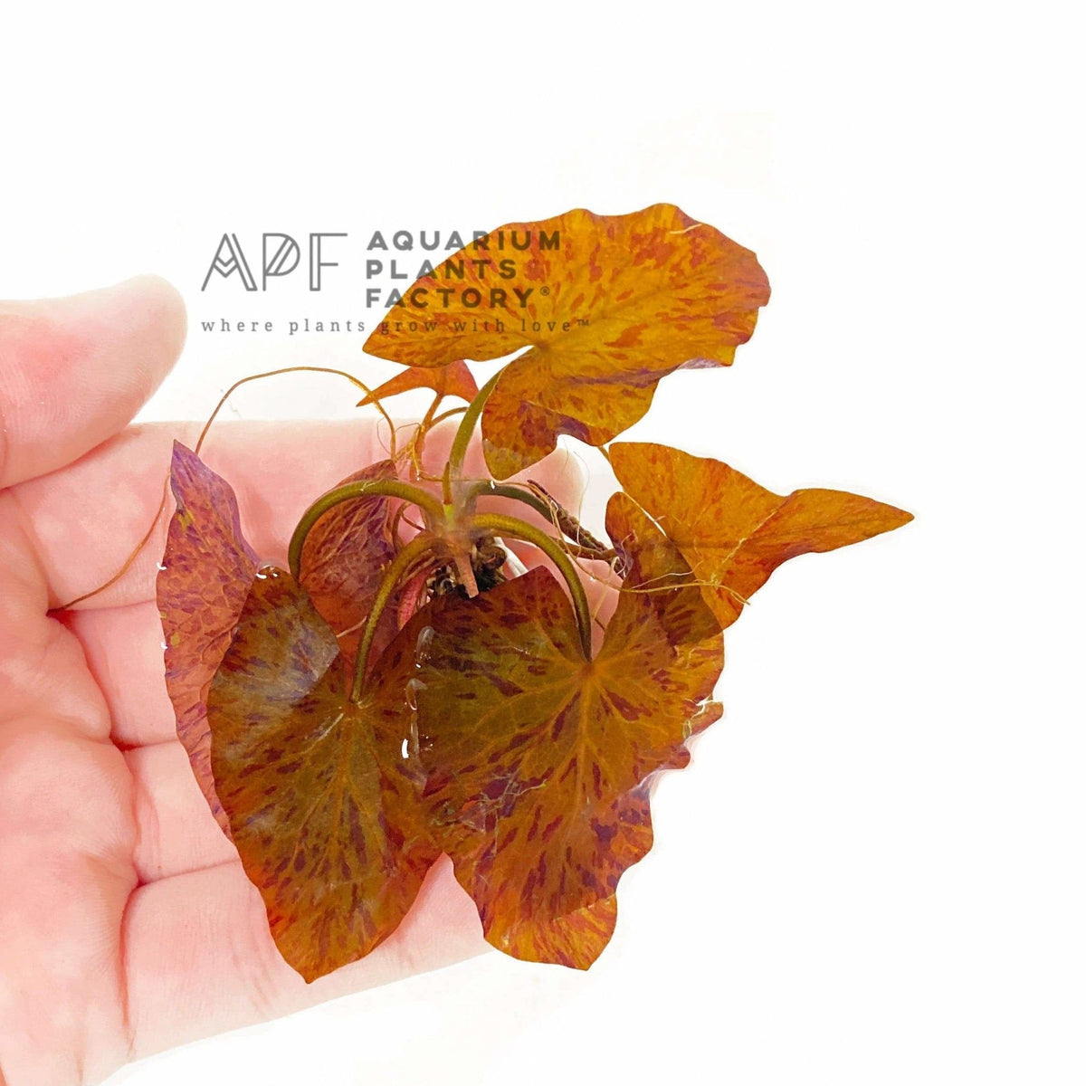 Live Freshwater Aquarium Plant product image 6