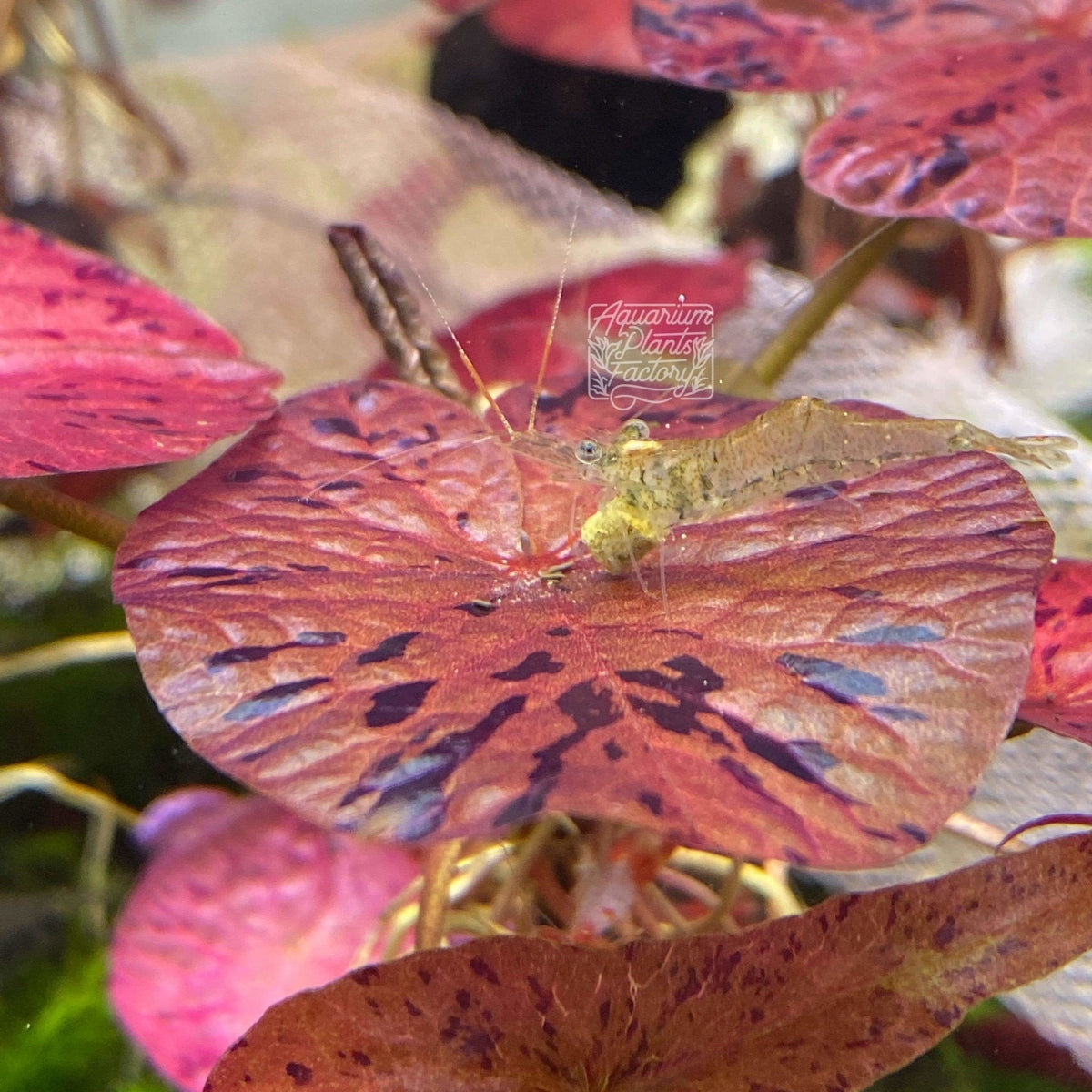 Live Freshwater Aquarium Plant product image 7