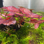 Live Freshwater Aquarium Plant product image 8