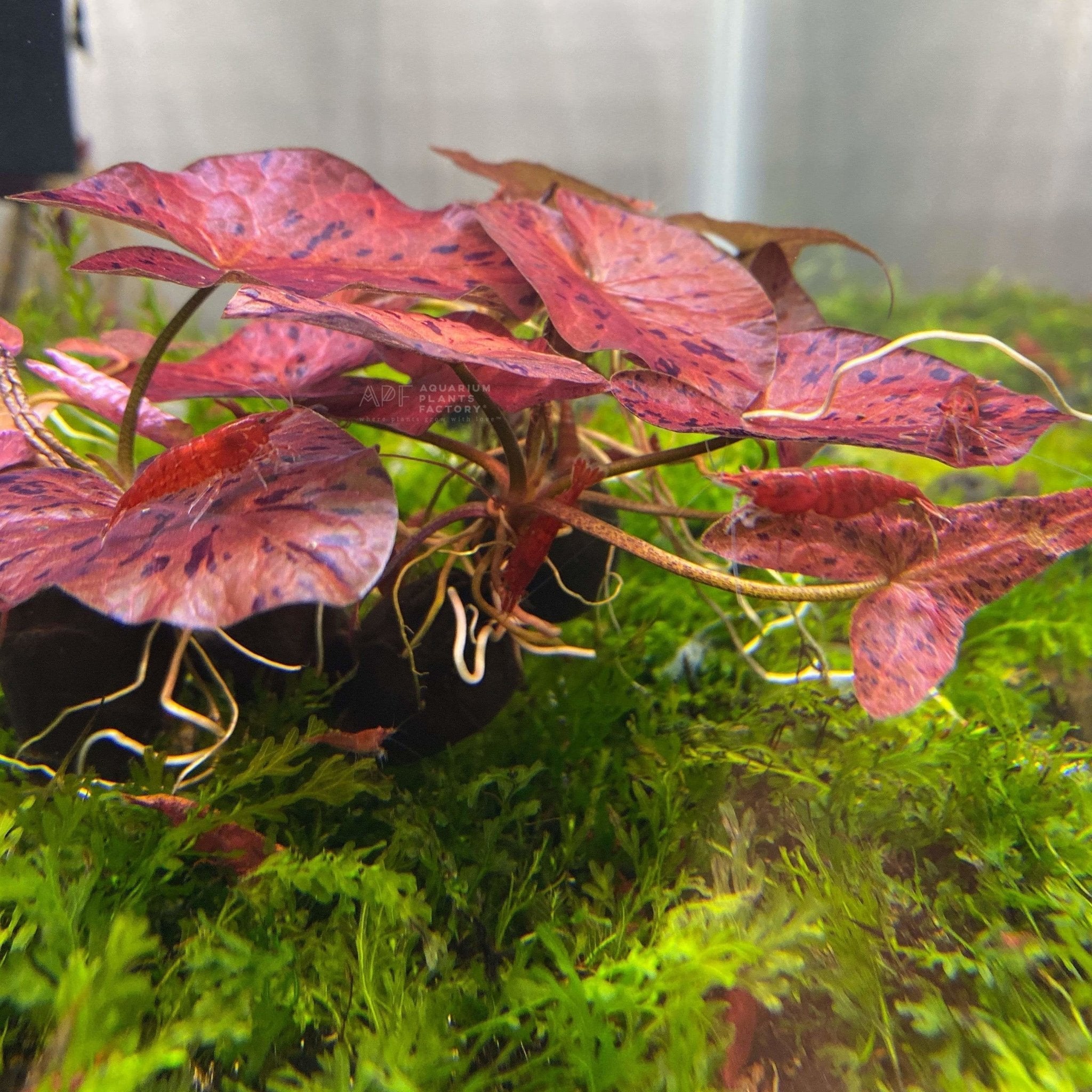 Live Freshwater Aquarium Plant product image 8
