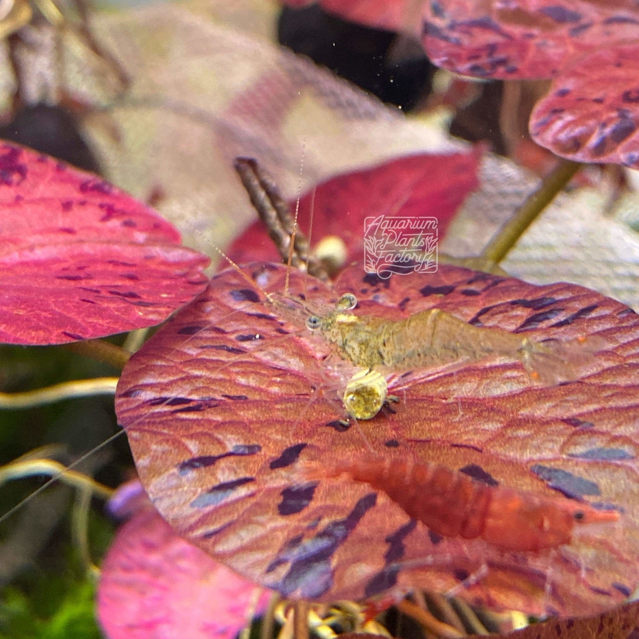Live Freshwater Aquarium Plant product image 9
